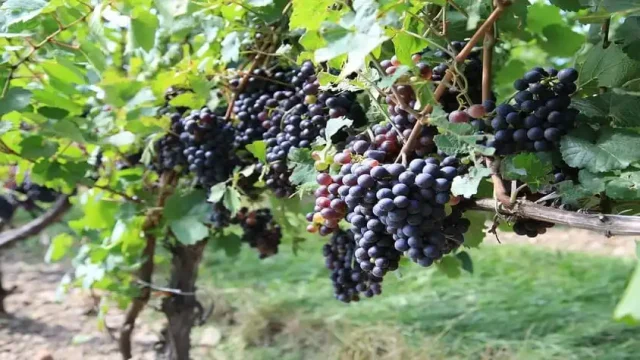 Fruto do Espírito
