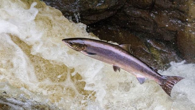 Vivendo em Santidade no Mundo Atual - Salmão nadando contra as correntezas